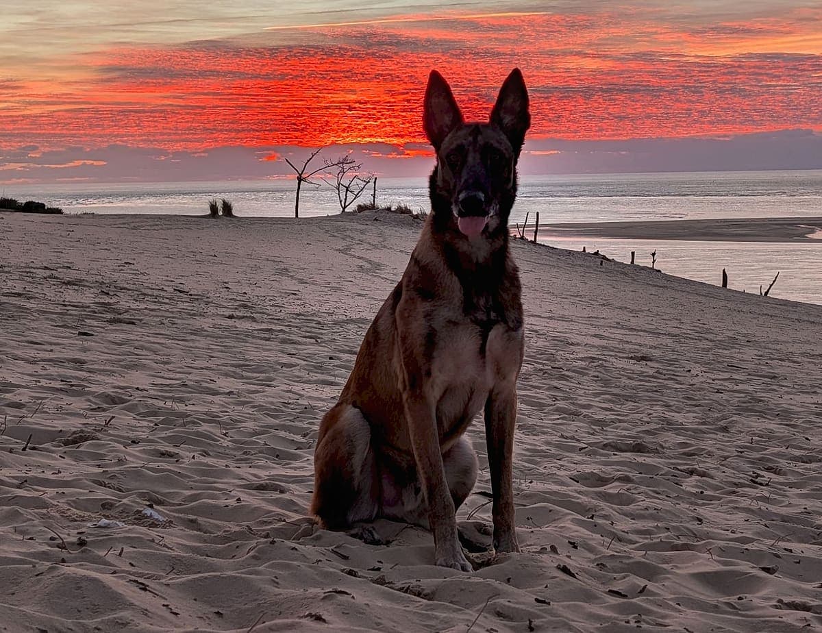 Un berger belge assis sur la plage face à un coucher de soleil rouge et orange