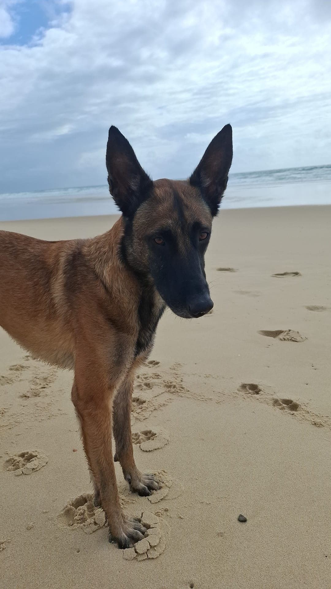 Portrait d'Apolo, chien de démonstration de Apolo Dog Training