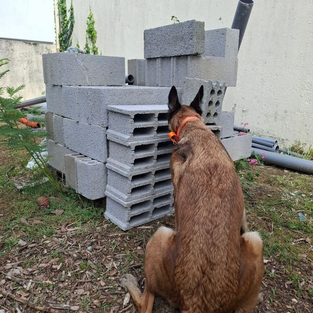 Séance de nosework : Frédéric entraîne son chien à la recherche d'odeurs