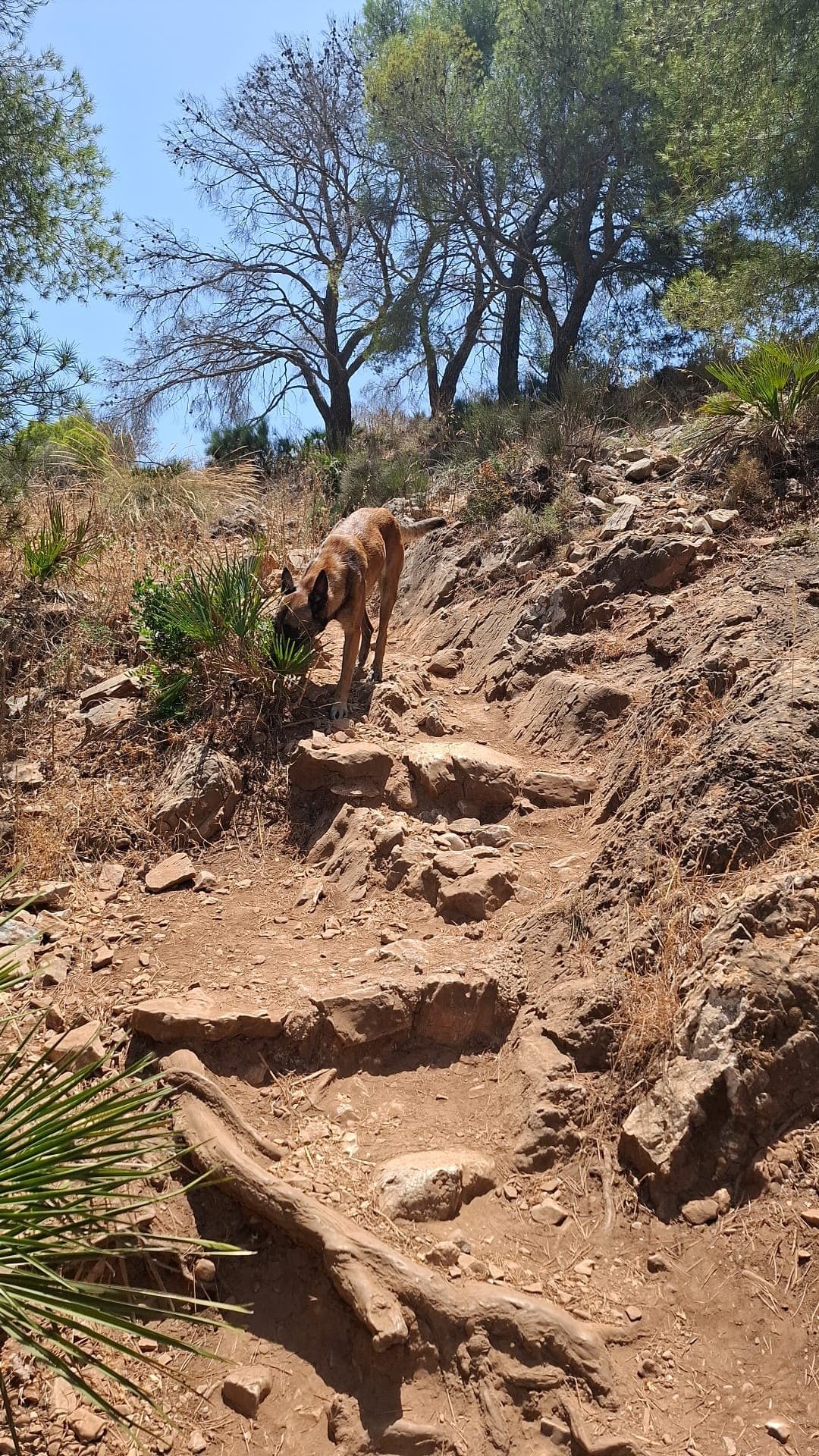 Chien en plein pistage, nez au sol sur un sentier