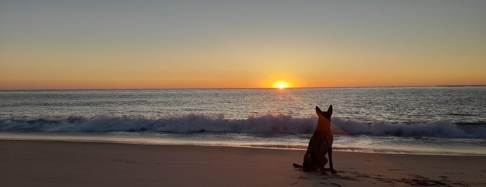 Malinois joyeux courant après un frisbee lors d'une séance d'activité canine