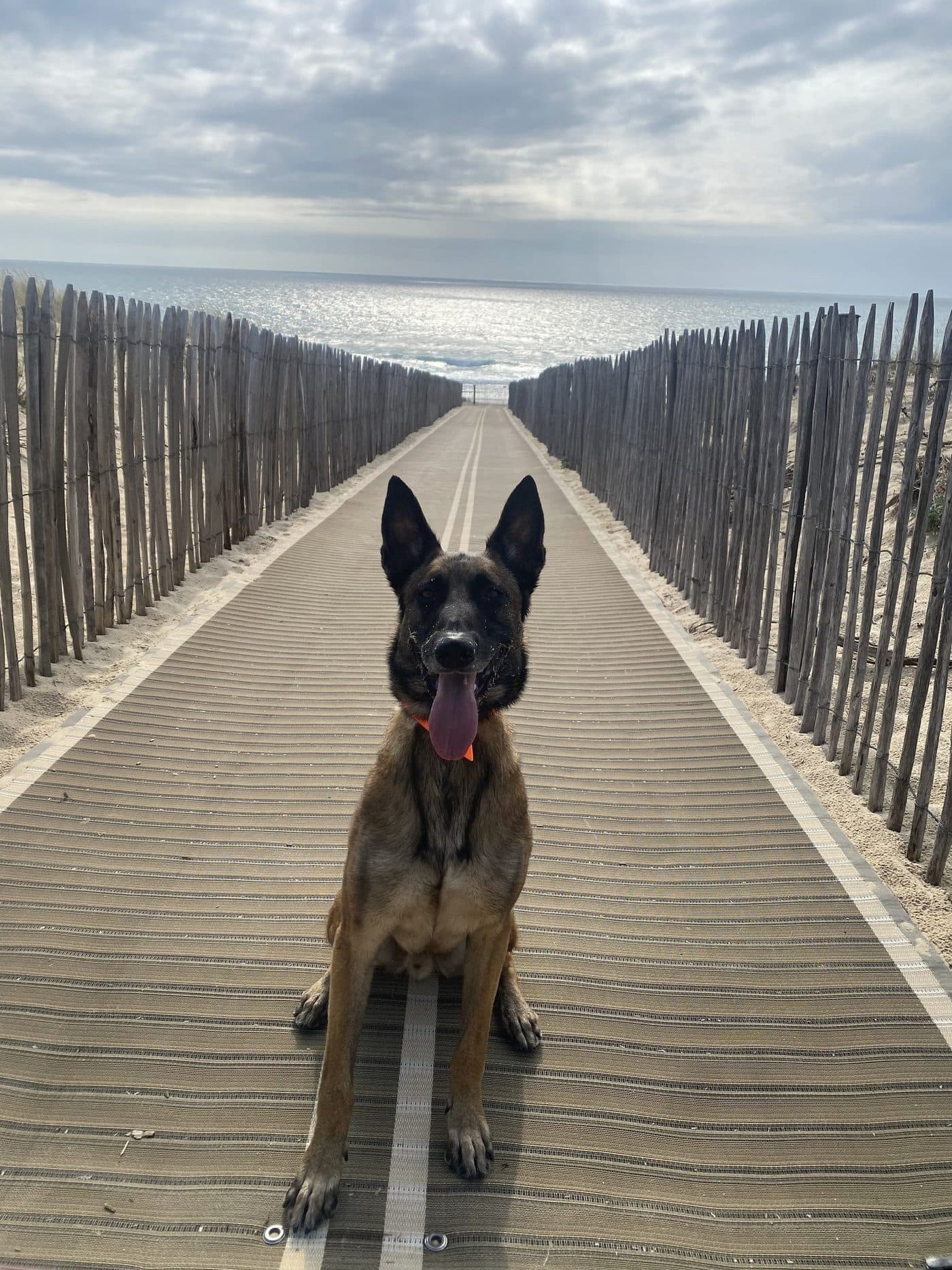 Frédéric accompagne un chien lors d'une séance